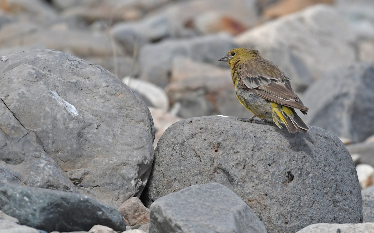 Greater Yellow-Finch - ML618755442