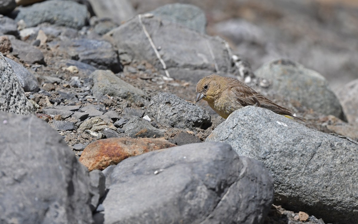 Greater Yellow-Finch - ML618755443