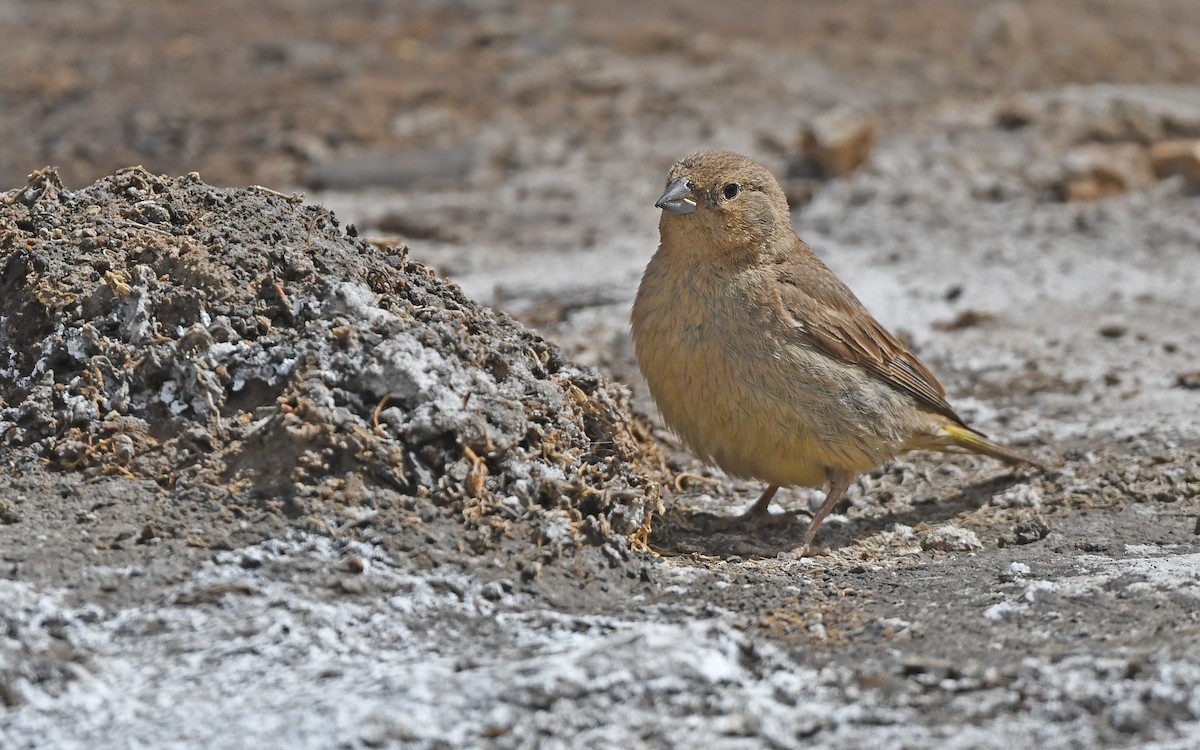 Greater Yellow-Finch - ML618755444