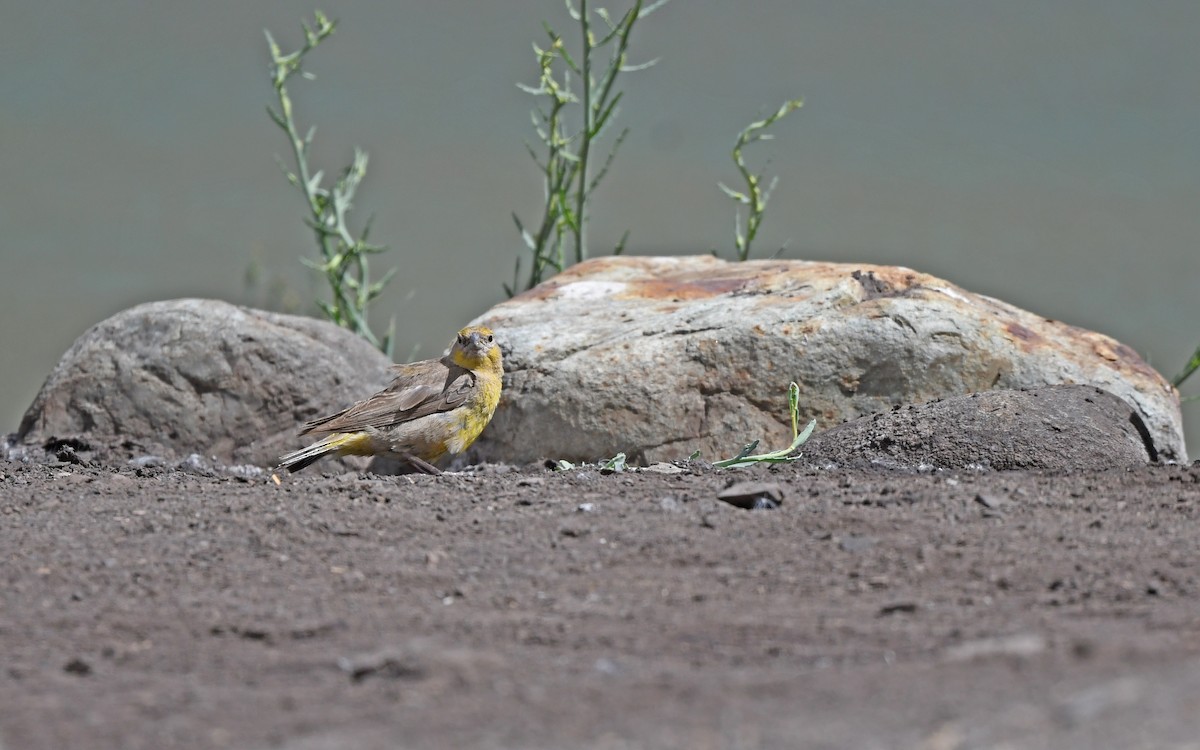 Greater Yellow-Finch - ML618755445