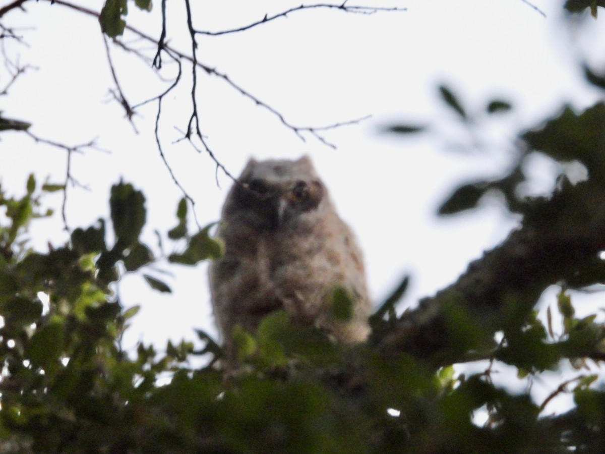 Great Horned Owl - ML618755458