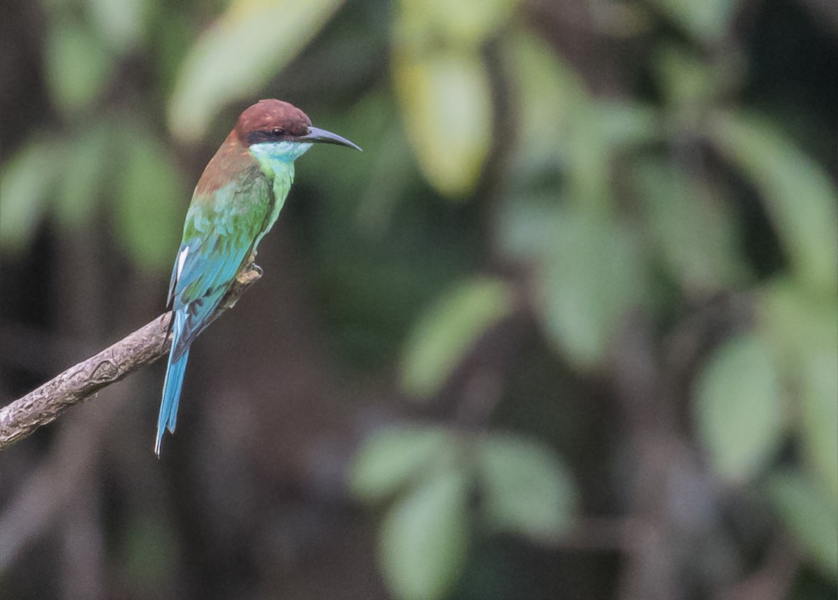 Blue-throated Bee-eater - ML618755459