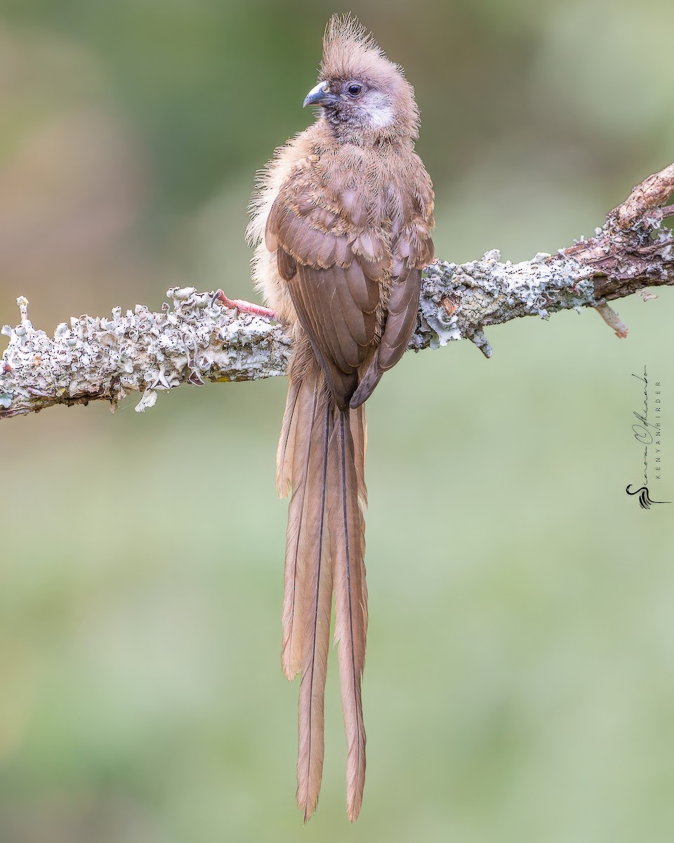 Speckled Mousebird - ML618755460