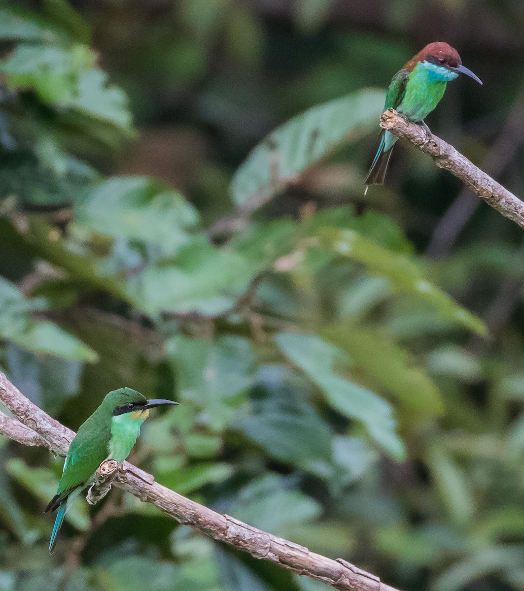 Blue-throated Bee-eater - ML618755465