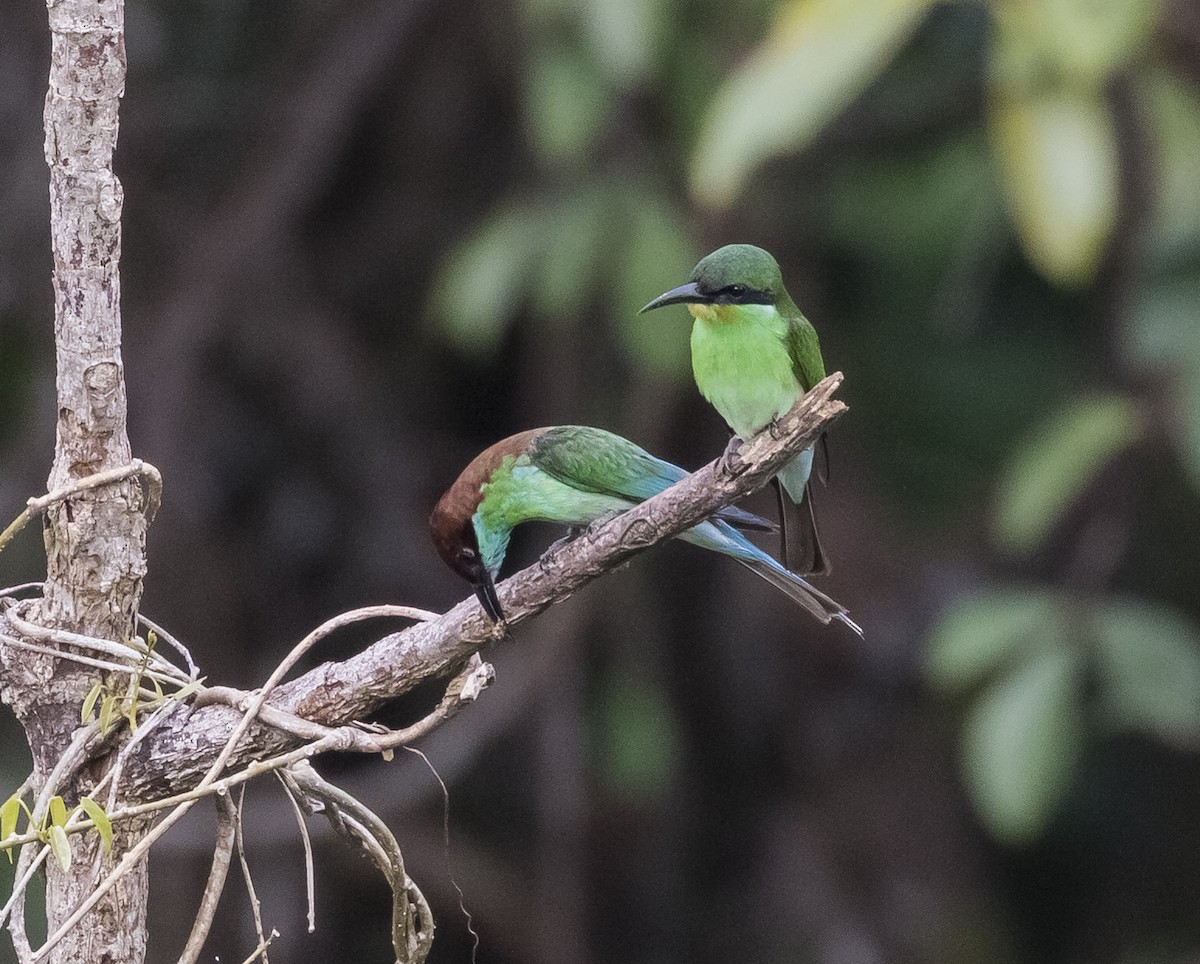 Blue-throated Bee-eater - ML618755469