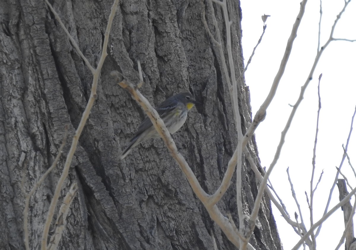 Yellow-rumped Warbler (Audubon's) - ML618755470