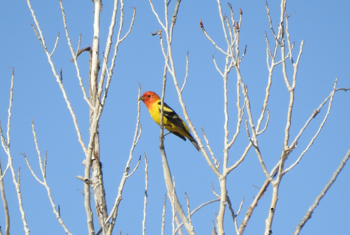 Western Tanager - ML618755472