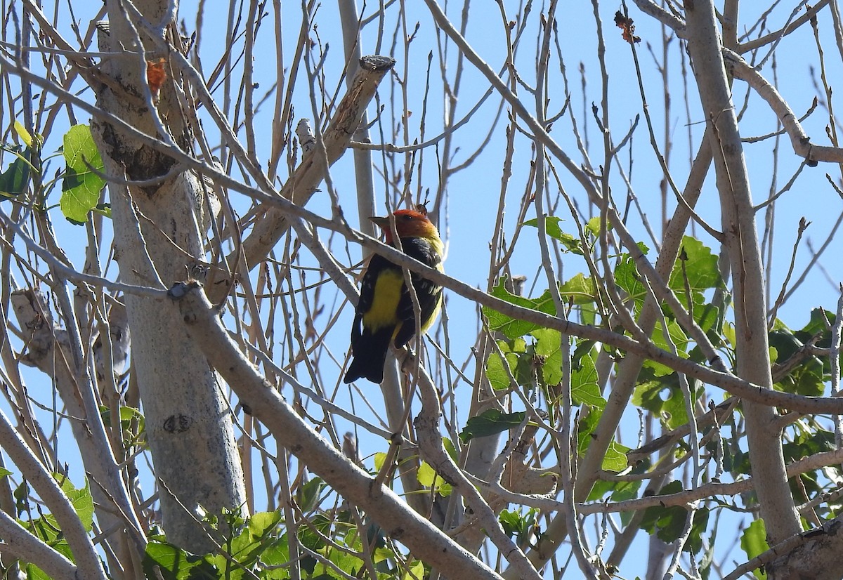 Western Tanager - ML618755473