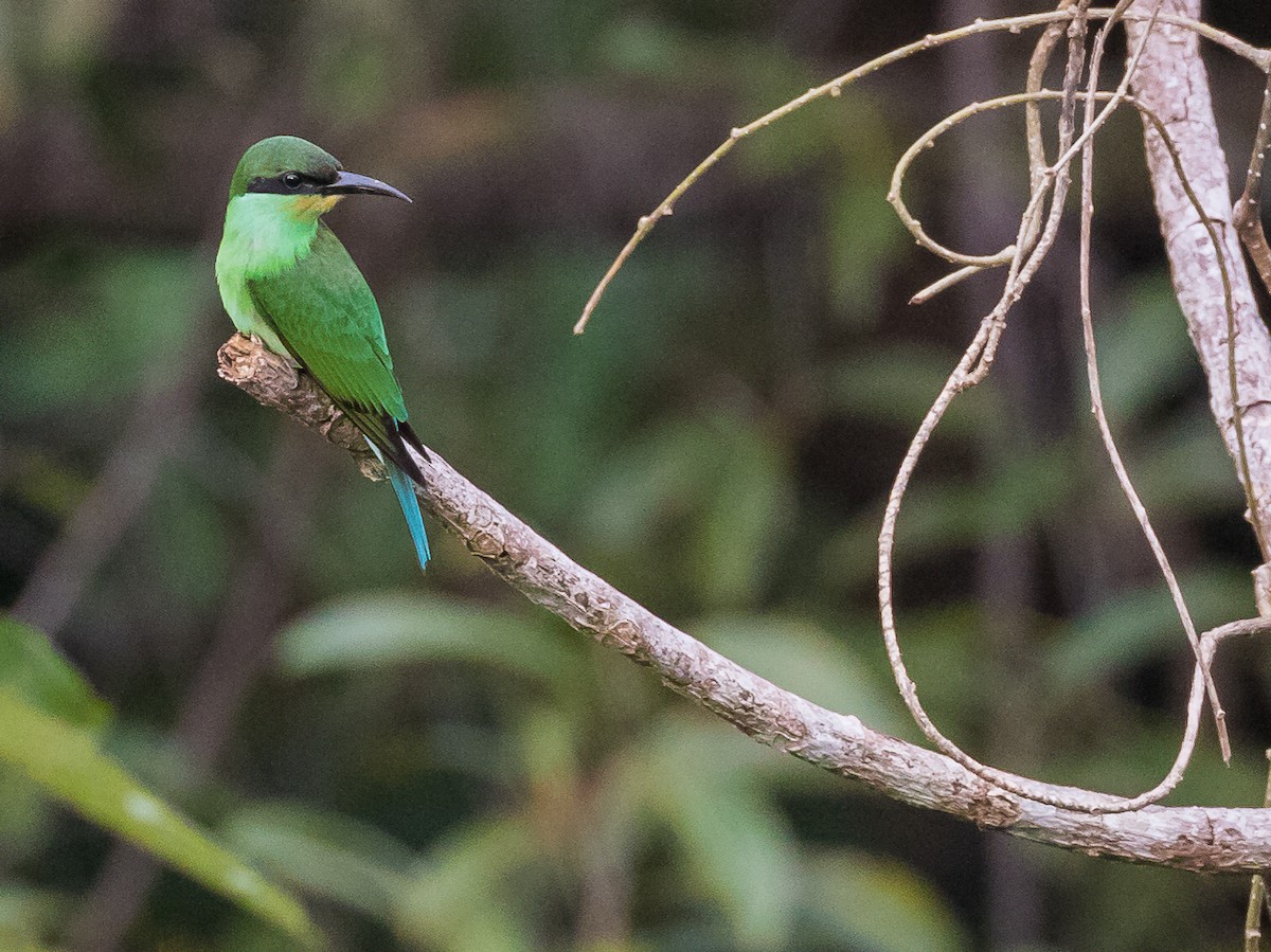 Blue-throated Bee-eater - ML618755475