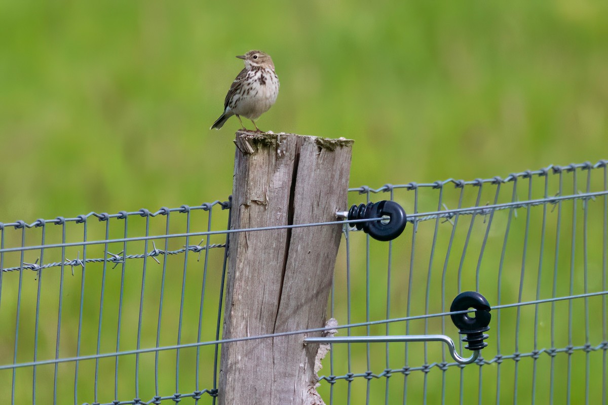 Meadow Pipit - ML618755485