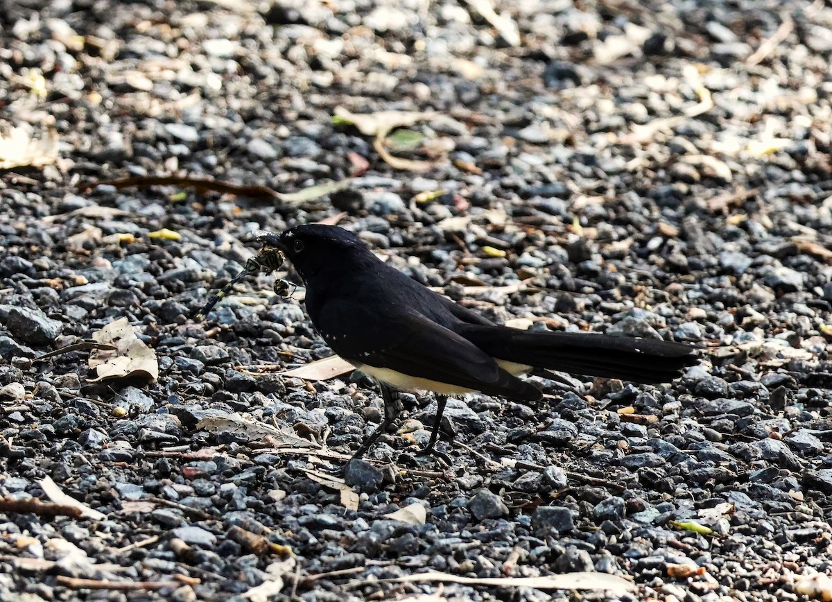 Willie-wagtail - ML618755515
