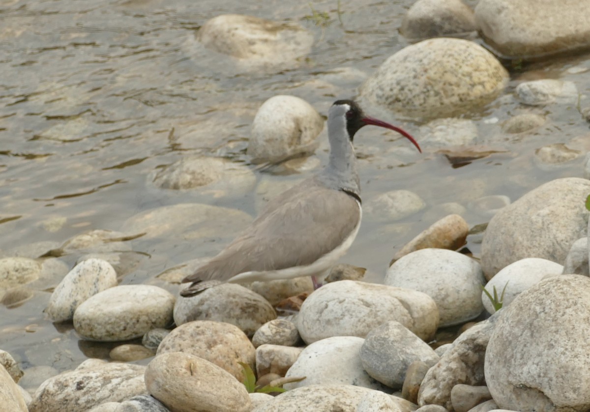 Bec-d'ibis tibétain - ML618755530