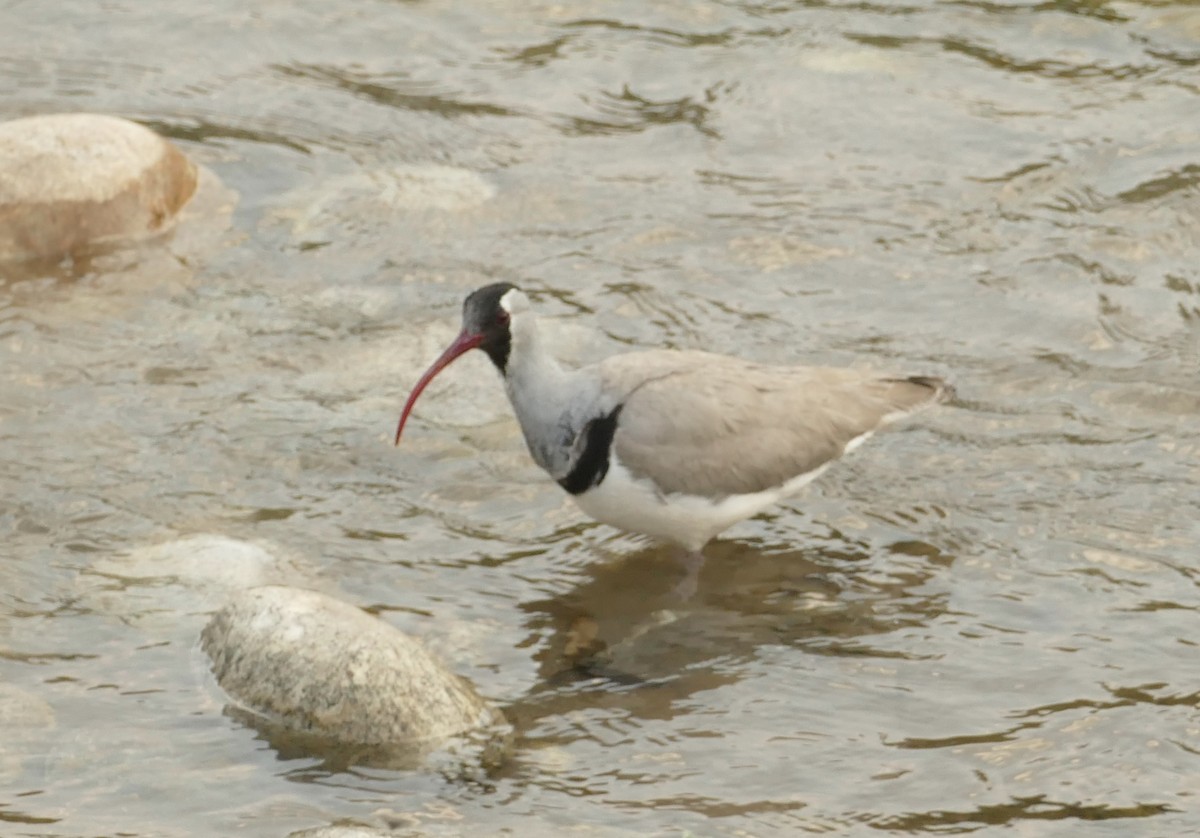 Bec-d'ibis tibétain - ML618755531