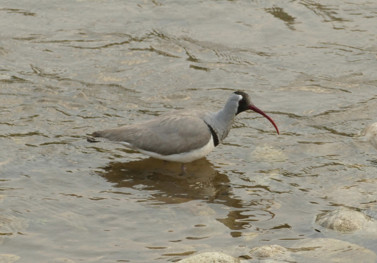 Bec-d'ibis tibétain - ML618755532