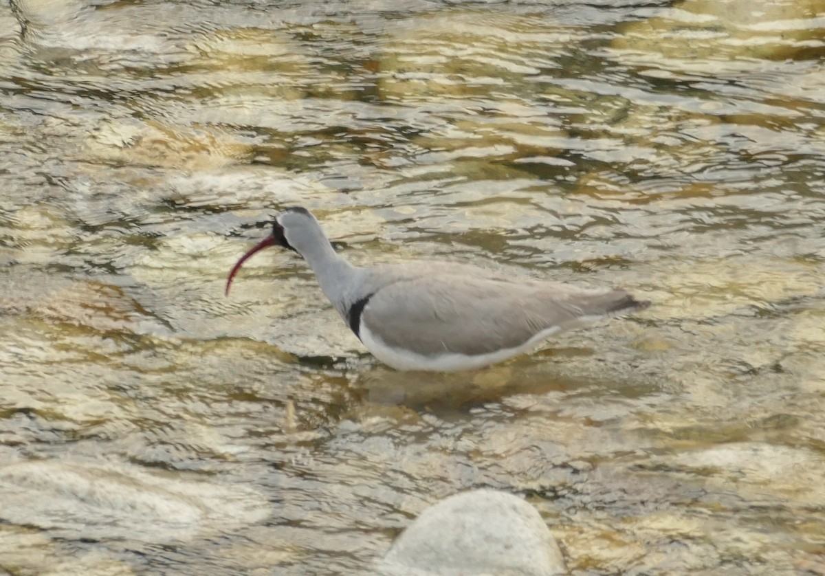 Bec-d'ibis tibétain - ML618755534