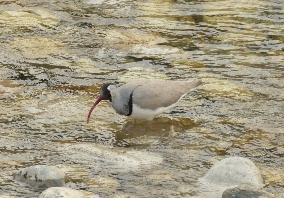 Bec-d'ibis tibétain - ML618755535
