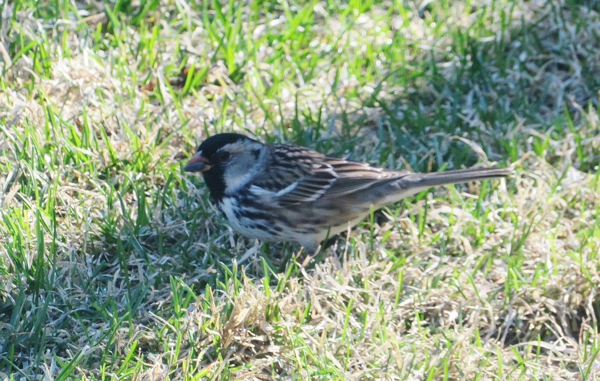 Harris's Sparrow - ML618755552