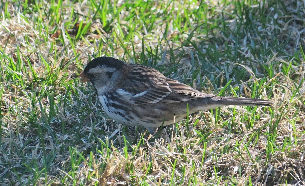 Harris's Sparrow - ML618755556