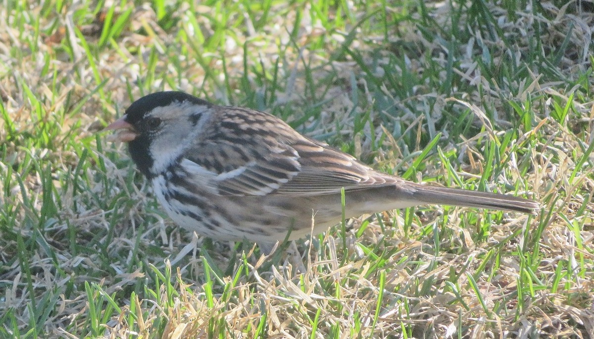 Harris's Sparrow - Guy Wapple