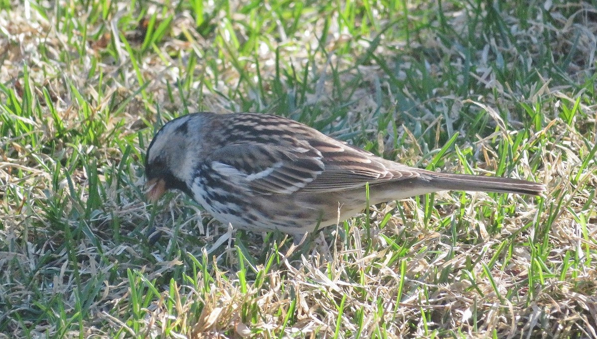 Harris's Sparrow - ML618755559