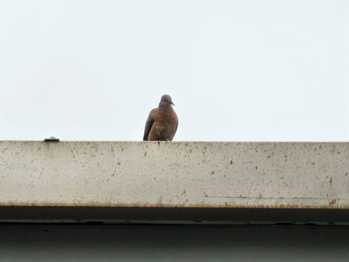Spotted Dove - ML618755560
