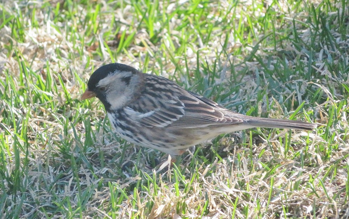 Harris's Sparrow - Guy Wapple