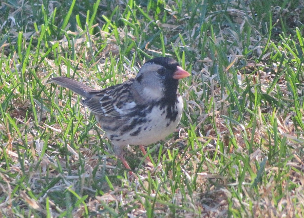 Harris's Sparrow - ML618755571