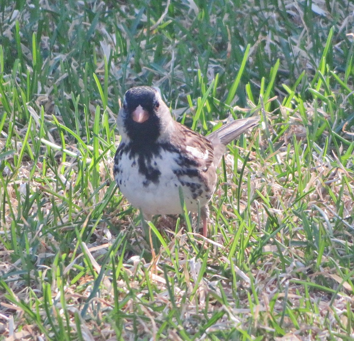 Harris's Sparrow - ML618755576