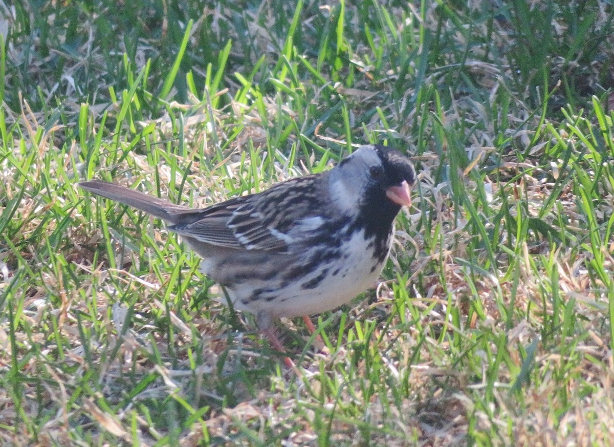 Harris's Sparrow - ML618755577