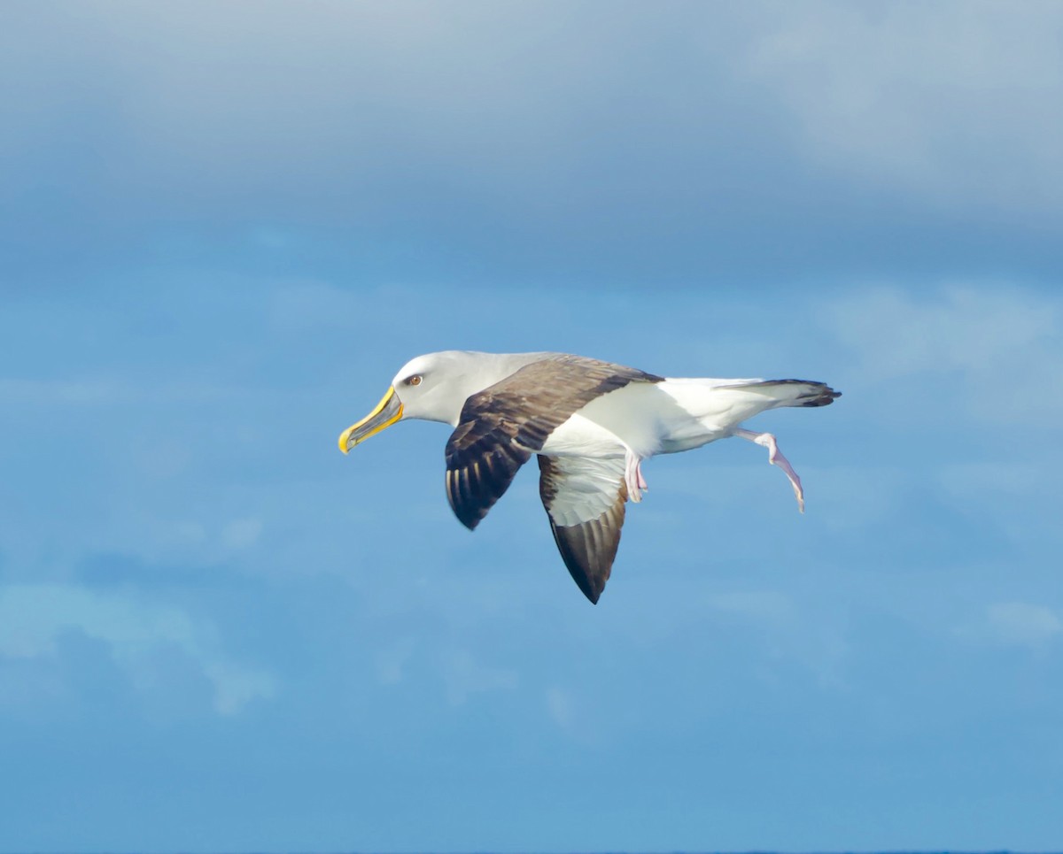 Buller's Albatross - Richard Croll