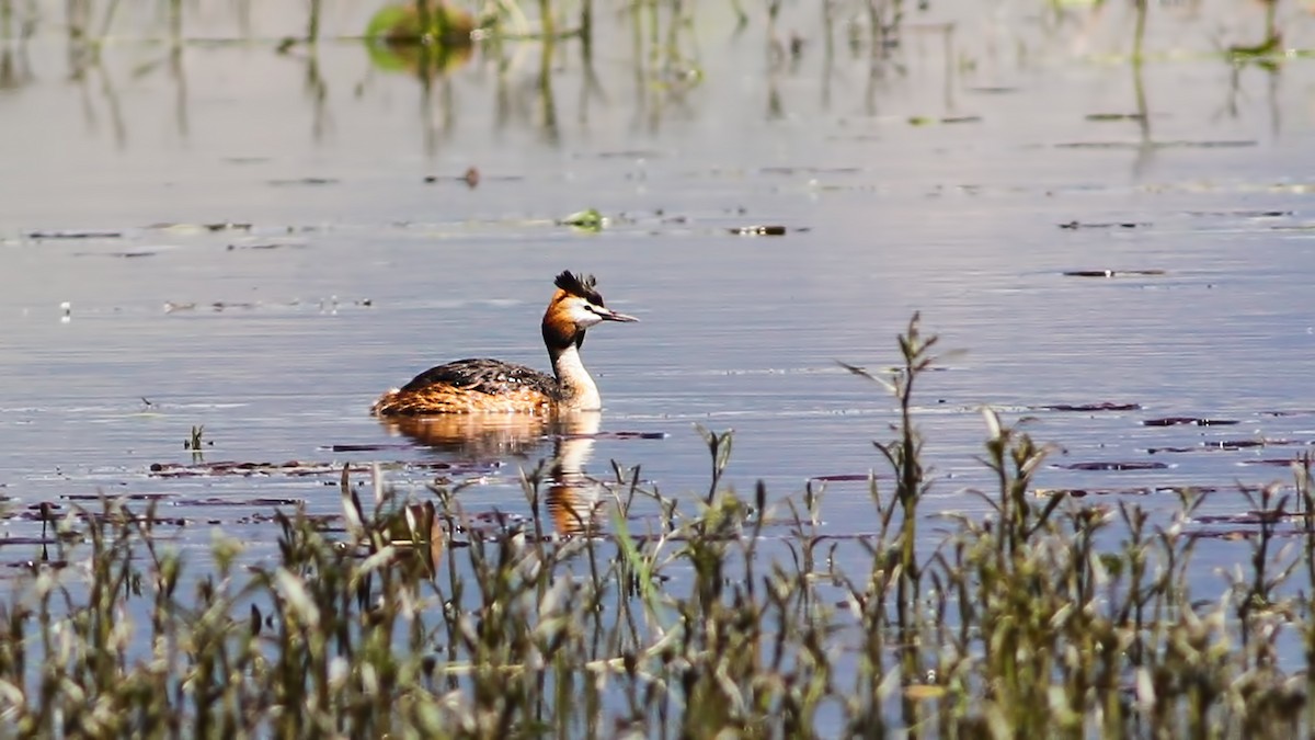 Great Crested Grebe - ML618755745