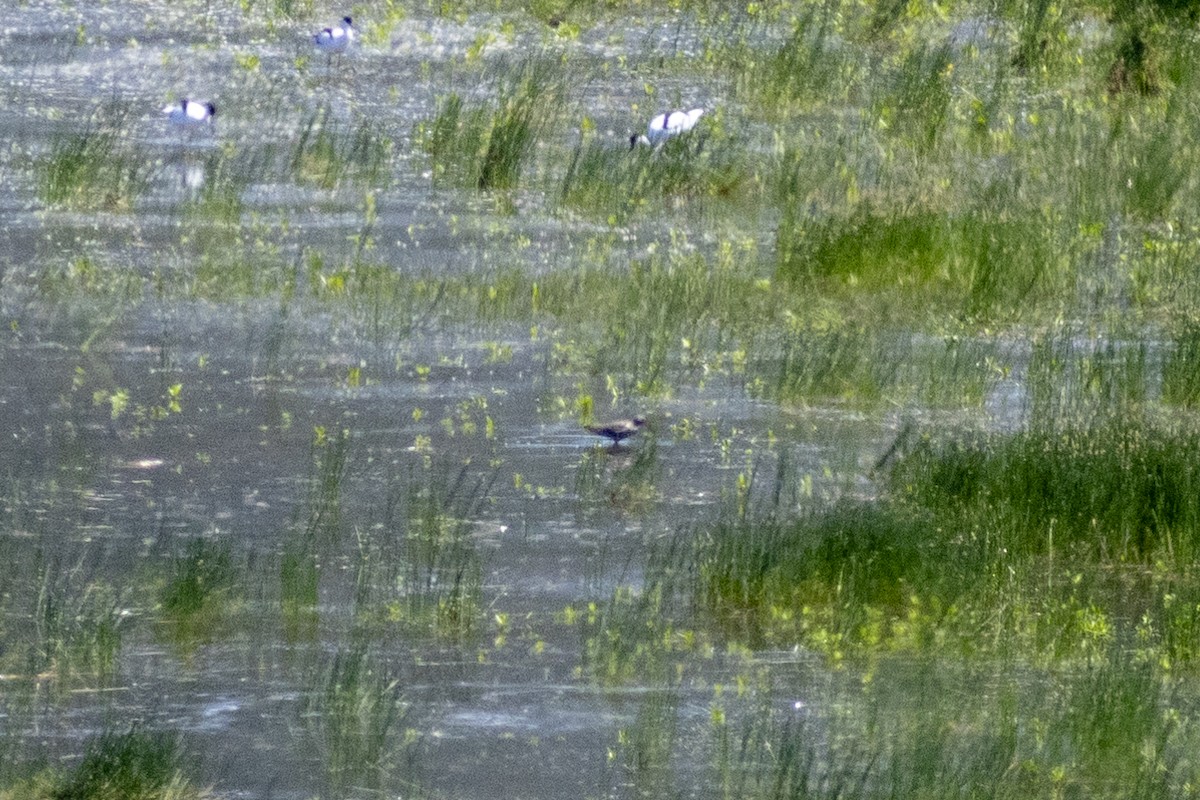 Spotted Redshank - ML618755756
