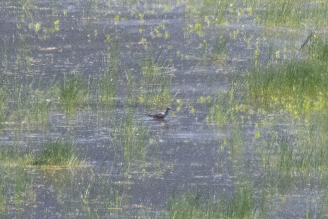 Spotted Redshank - ML618755758