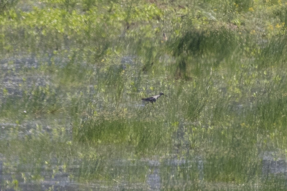 Spotted Redshank - ML618755759