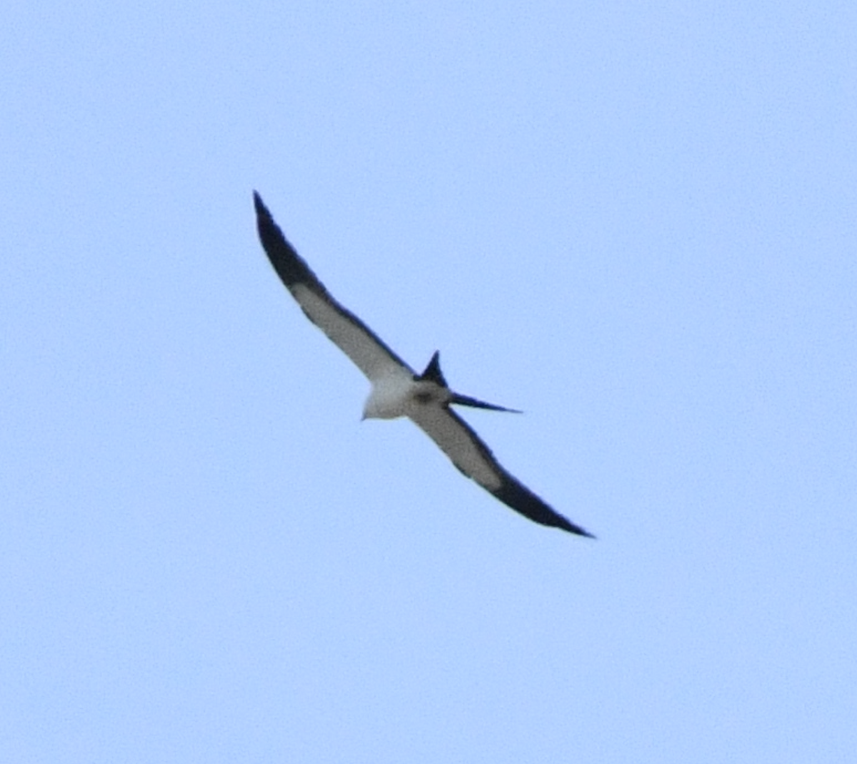Swallow-tailed Kite - ML618755761