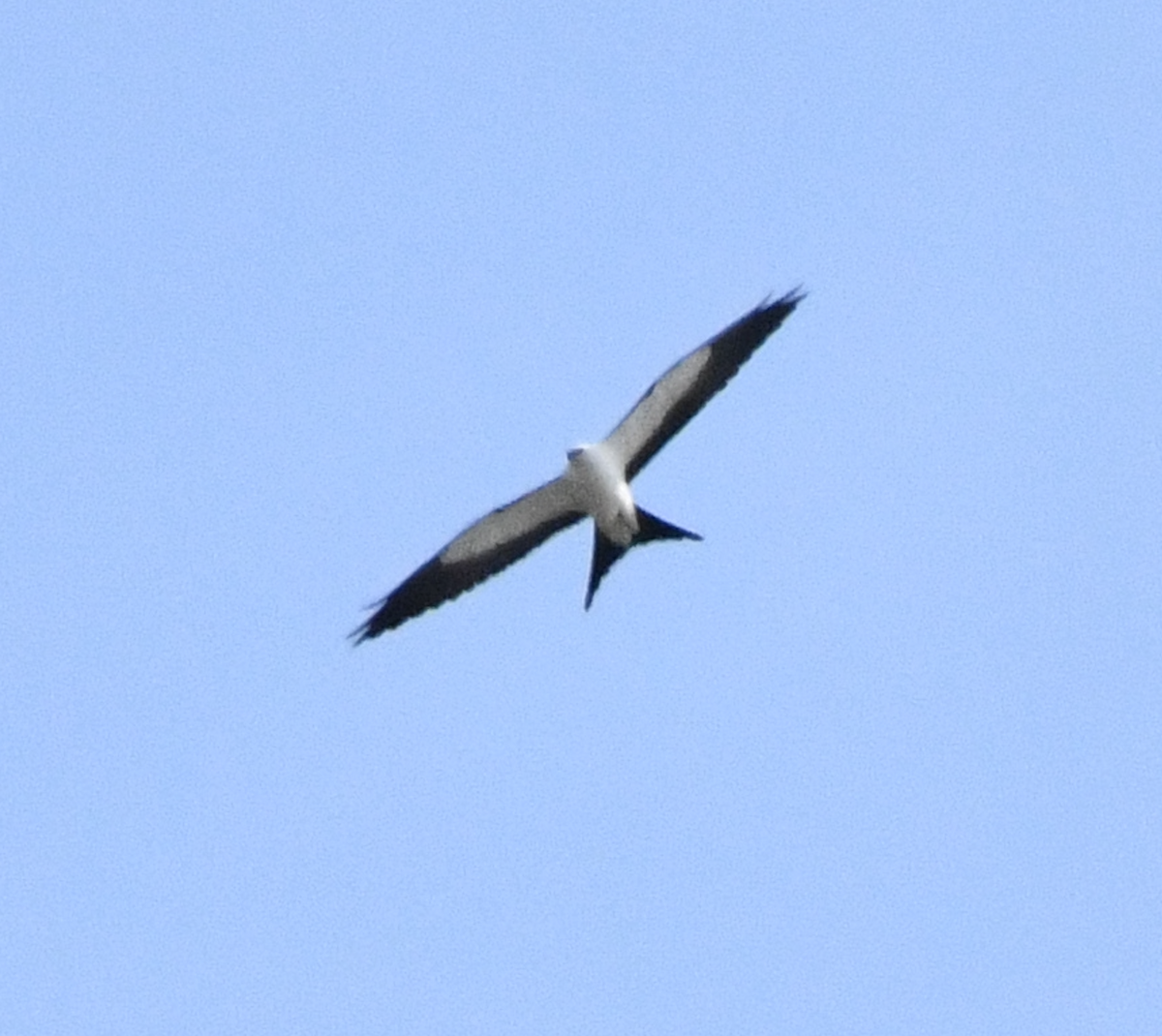 Swallow-tailed Kite - ML618755762