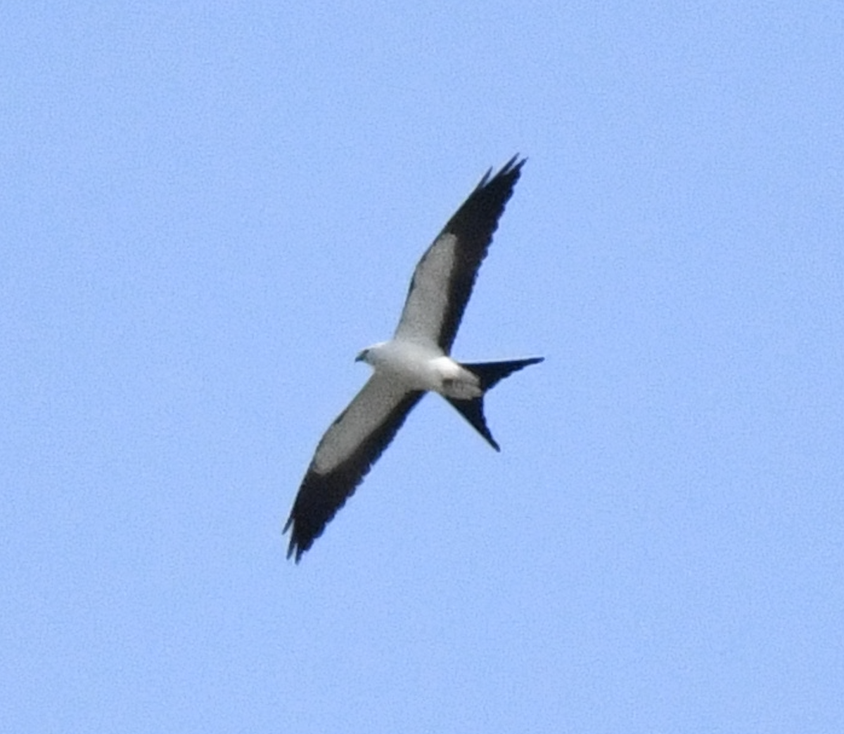 Swallow-tailed Kite - ML618755763