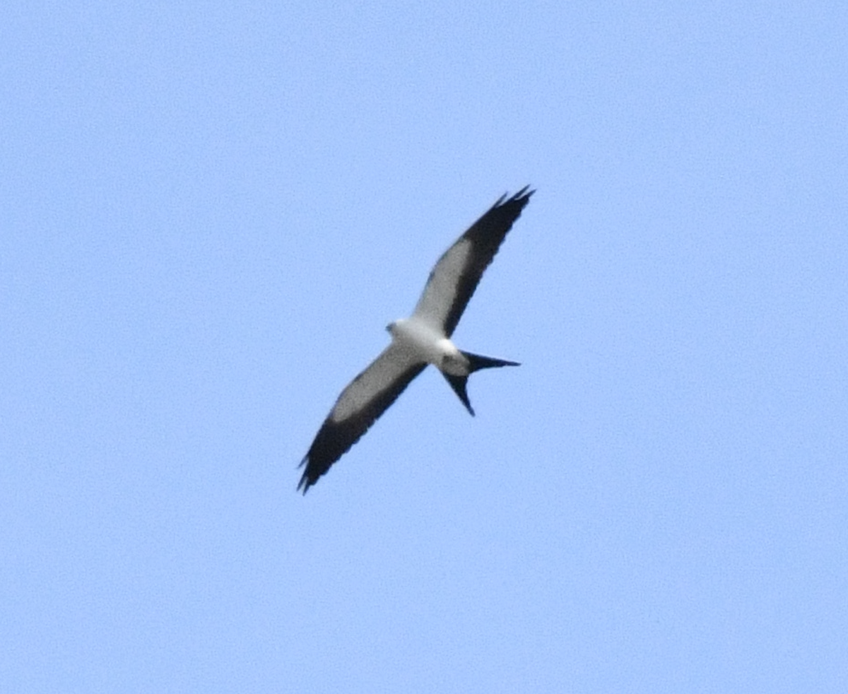 Swallow-tailed Kite - ML618755764