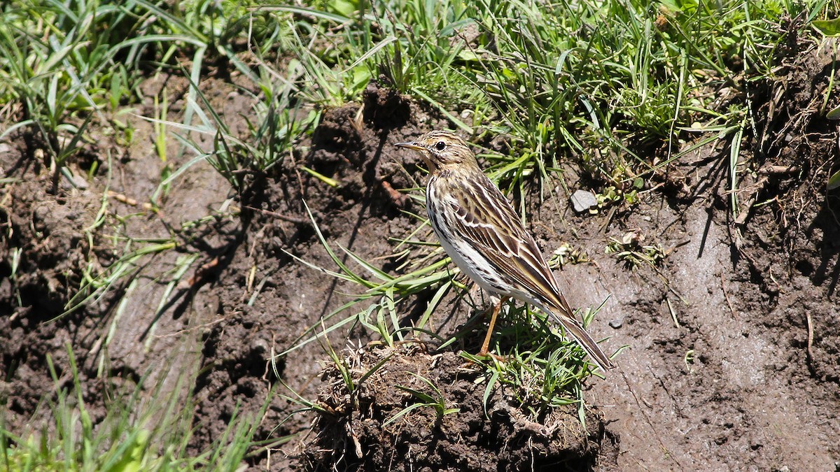 Red-throated Pipit - ML618755768