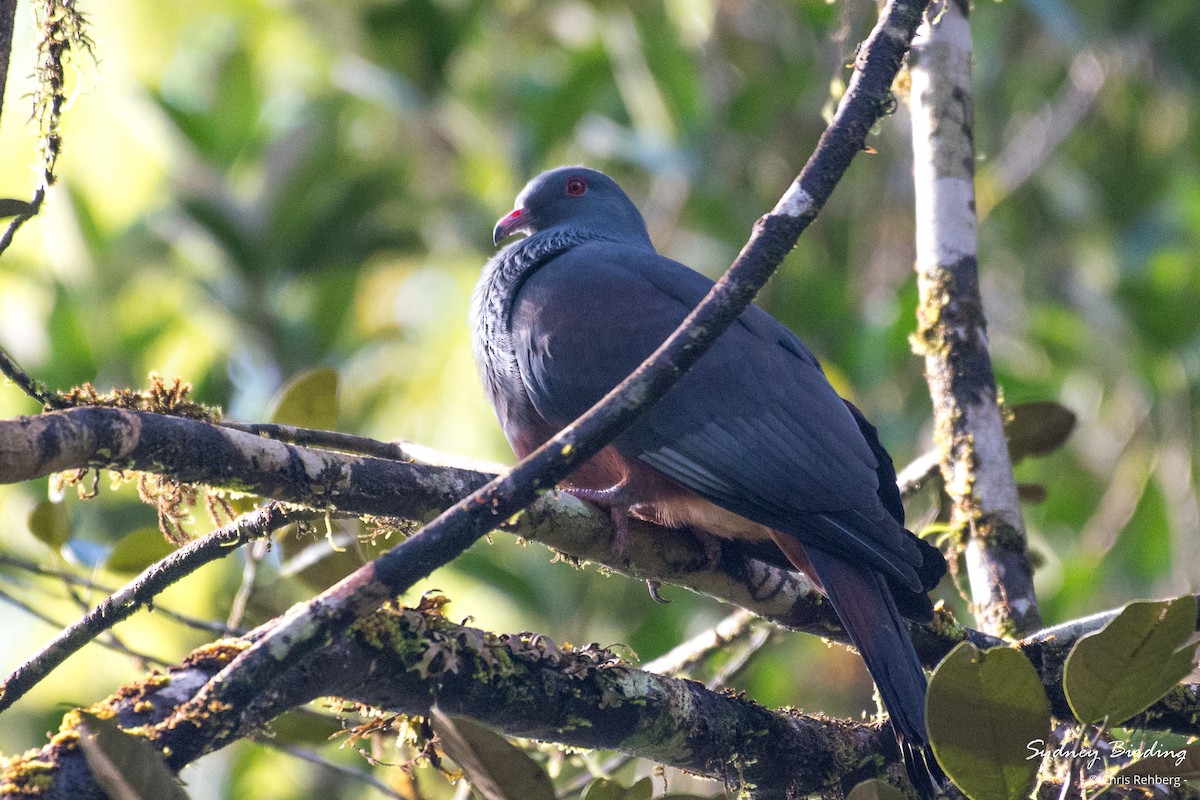 New Caledonian Imperial-Pigeon - ML618755820