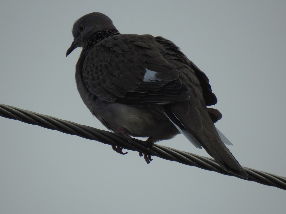 Spotted Dove - ML618755858