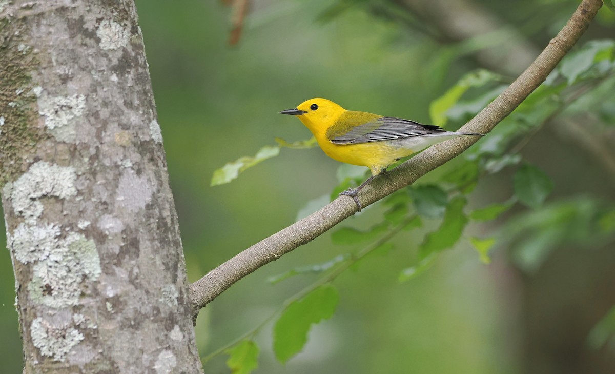Prothonotary Warbler - ML618755859
