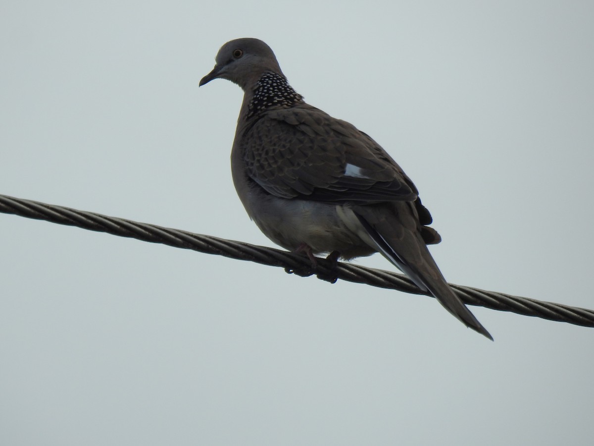 Spotted Dove - ML618755860
