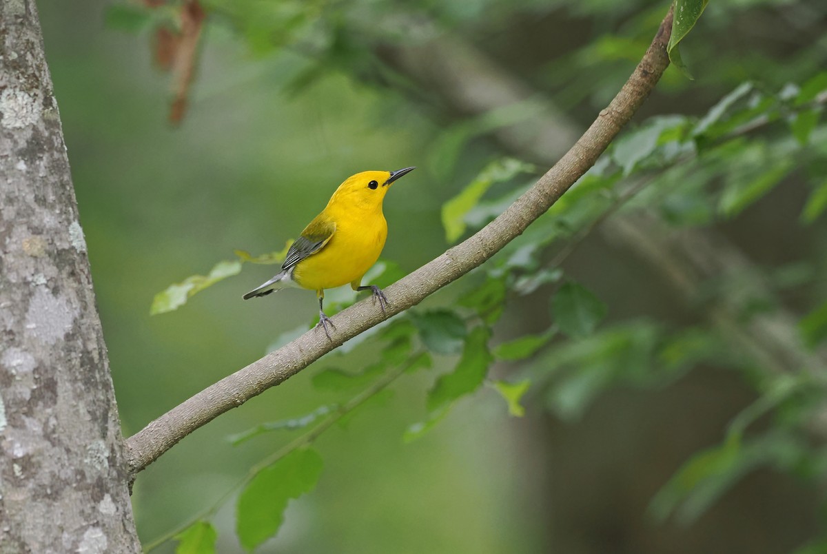 Prothonotary Warbler - ML618755861