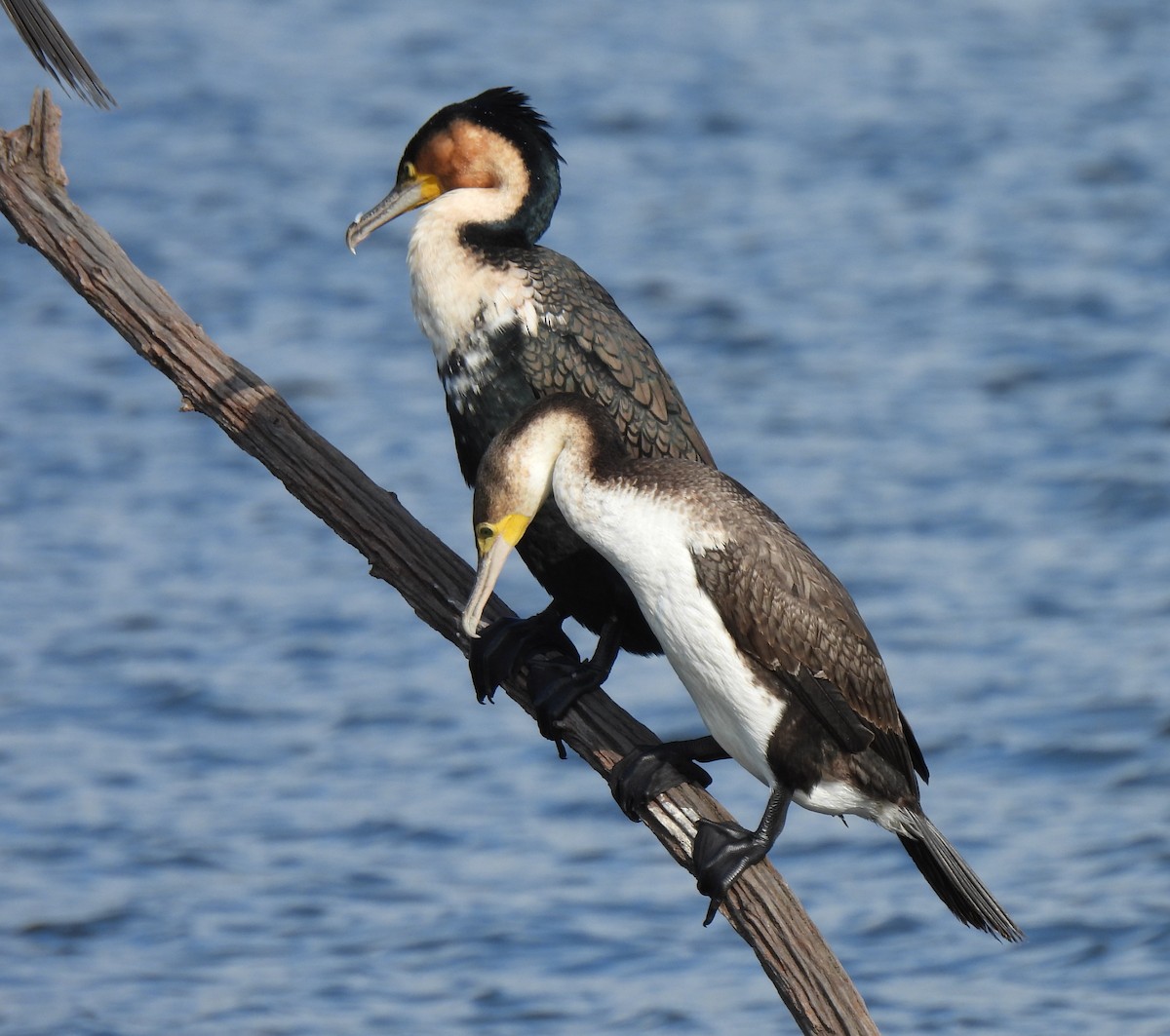 Great Cormorant (White-breasted) - ML618755877