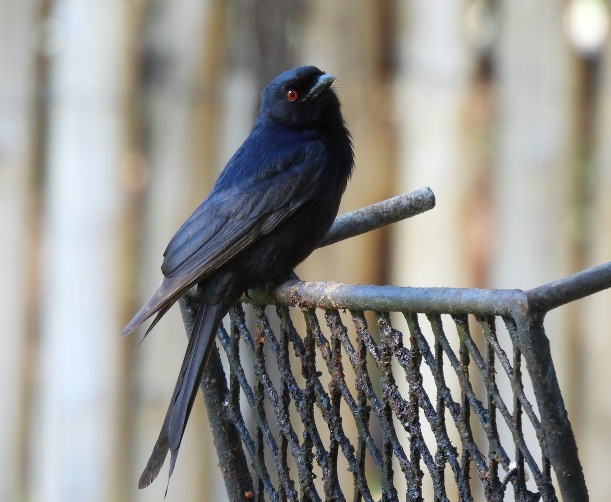 Fork-tailed Drongo - ML618755879