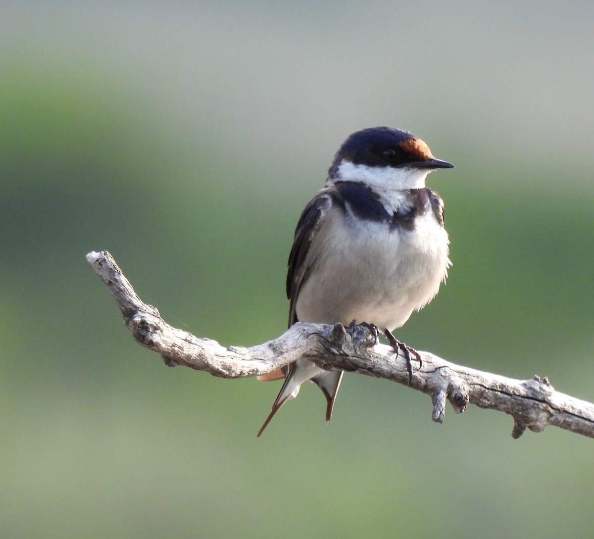 White-throated Swallow - ML618755885