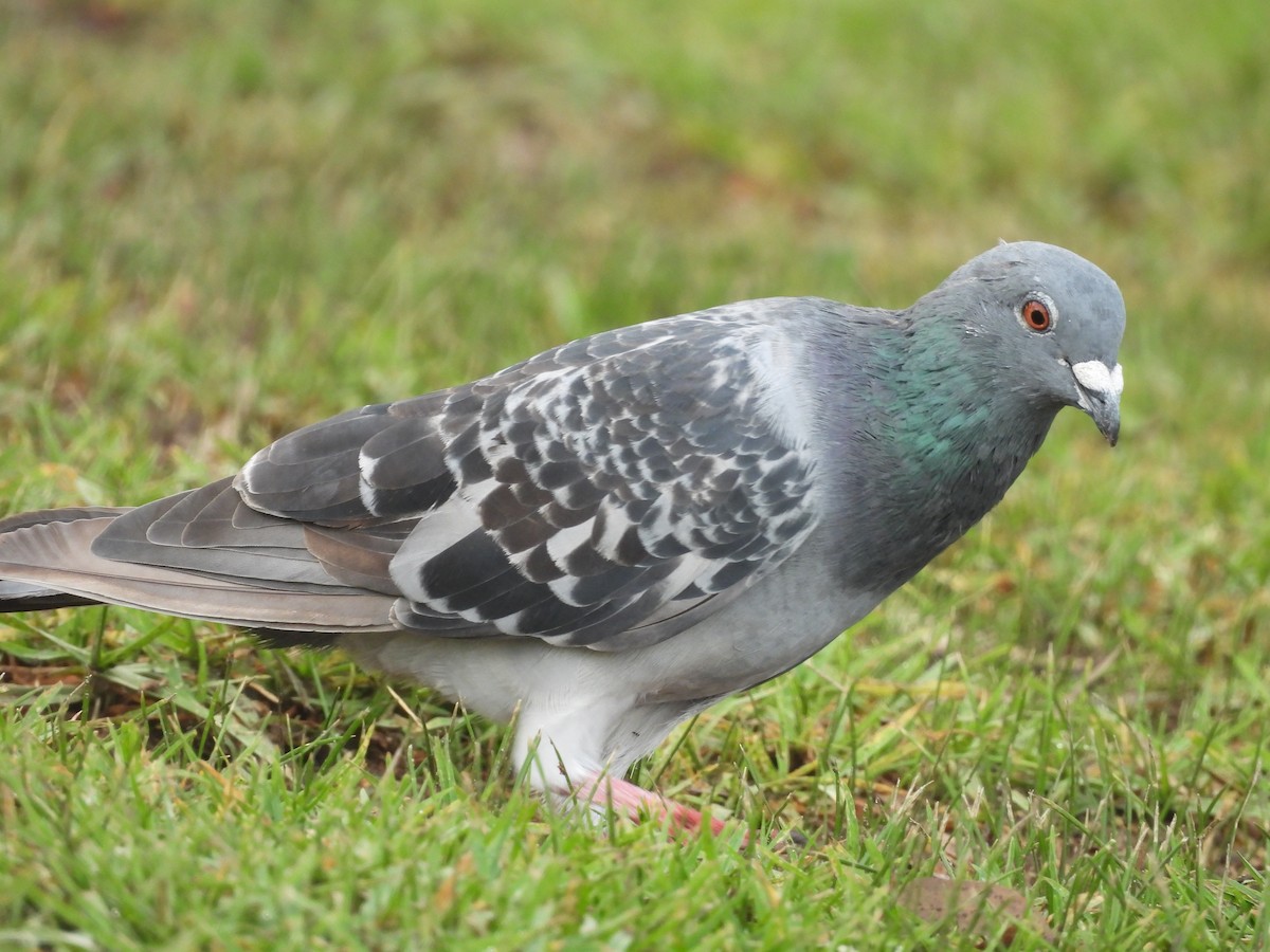 Pigeon biset (forme domestique) - ML618755909