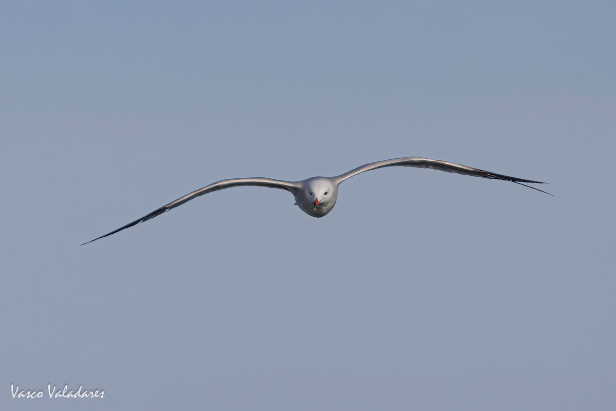 Одуэнова чайка - ML618755939