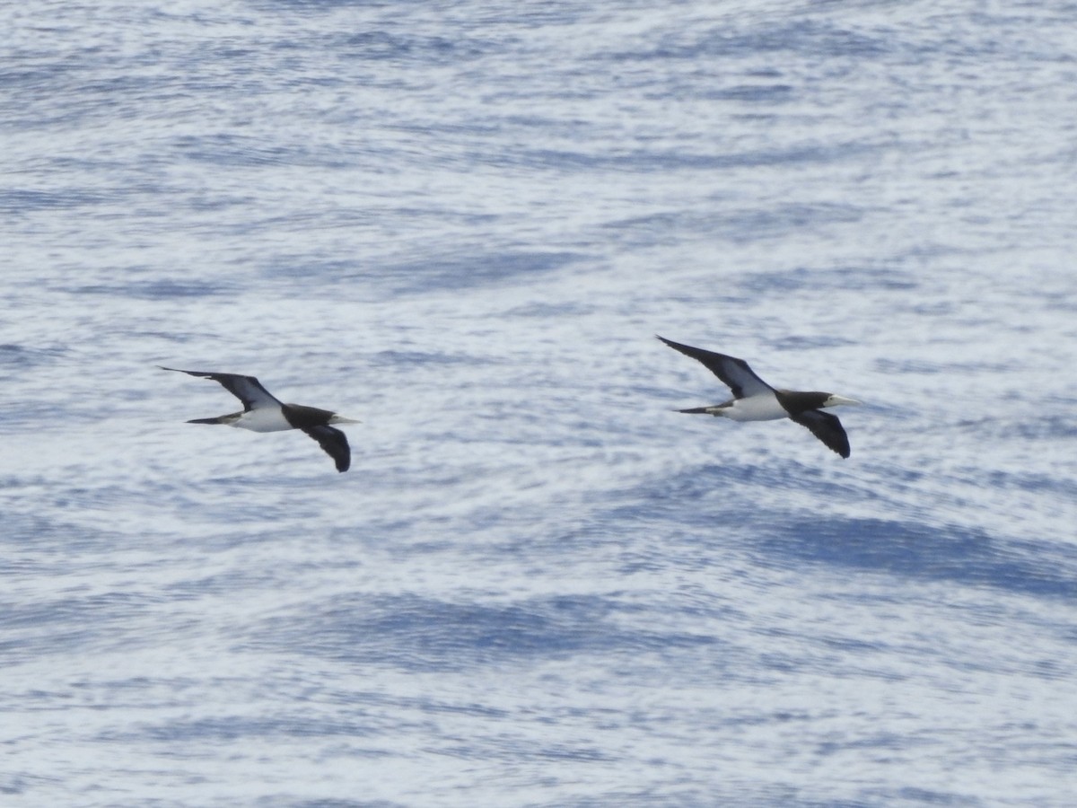 Brown Booby - ML618755957